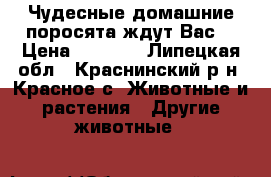 Чудесные домашние поросята ждут Вас. › Цена ­ 3 000 - Липецкая обл., Краснинский р-н, Красное с. Животные и растения » Другие животные   